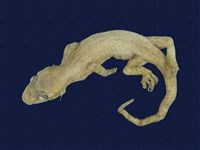 藏品(蝎虎)的圖片